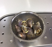 磯つぶを 本つゆで煮て レシピ 作り方 By 2727椿 楽天レシピ 磯つぶを 本つゆで煮て レシピ 作り方 By 2727椿 楽天レシピ