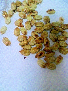 ゴーヤの種のおつまみ レシピ 作り方 By Beat77 楽天レシピ ゴーヤの種のおつまみ レシピ 作り方 By Beat77 楽天レシピ