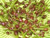 山菜ミズの実の浅漬け レシピ 作り方 By ブルーボリジ 楽天レシピ 山菜ミズの実の浅漬け レシピ 作り方 By ブルーボリジ 楽天レシピ