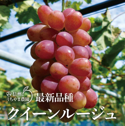 ふるさと納税 クイーンルージュ®1房(450g以上の完全房)