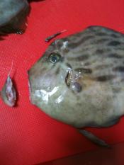 カワハギのさばき方 お刺身 写真で説明 レシピ 作り方 By エリーsky 楽天レシピ カワハギのさばき方 お刺身 写真で説明 レシピ 作り方 By エリーsky 楽天レシピ