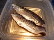 すし酢だけで簡単 コノシロ こはだ の酢じめ レシピ 作り方 By まめもにお 楽天レシピ すし酢だけで簡単 コノシロ こはだ の酢じめ レシピ 作り方 By まめもにお 楽天レシピ