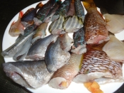 釣った魚 ベラ うみたなご等の煮付け レシピ 作り方 By なっちゃん6504 楽天レシピ 釣った魚 ベラ うみたなご等の煮付け レシピ 作り方 By なっちゃん6504 楽天レシピ