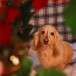福犬