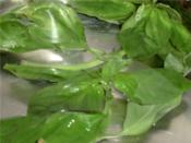 シンプルだから美味しい スイートバジルのパスタ レシピ 作り方 By お皿とごはん 楽天レシピ シンプルだから美味しい スイートバジルのパスタ レシピ 作り方 By お皿とごはん 楽天レシピ