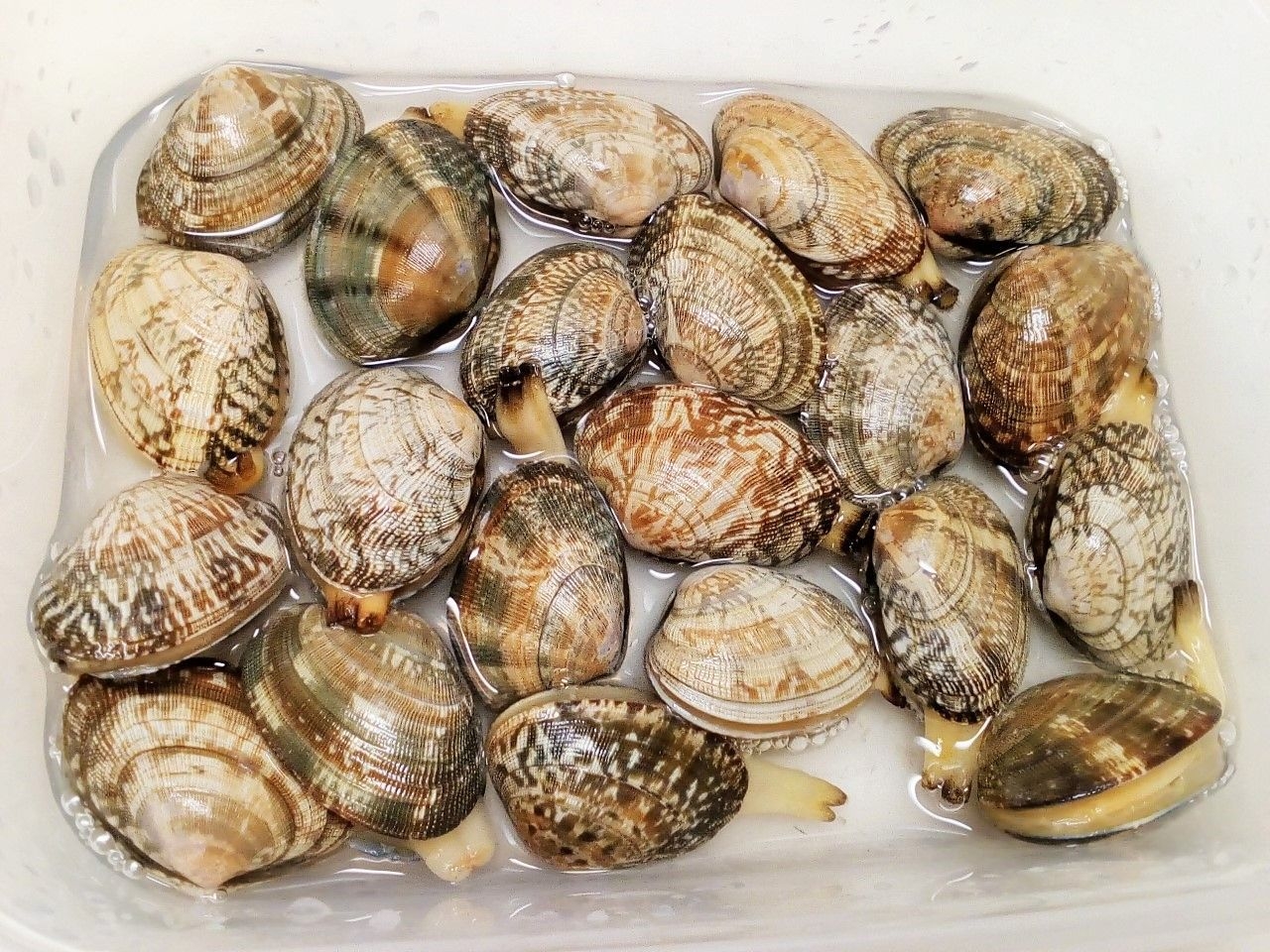 冷蔵庫で一晩 我が家のあさりの砂抜き レシピ 作り方 By 体脂肪率11 夫人 楽天レシピ 冷蔵庫で一晩 我が家のあさりの砂抜き レシピ 作り方 By 体脂肪率11 夫人 楽天レシピ