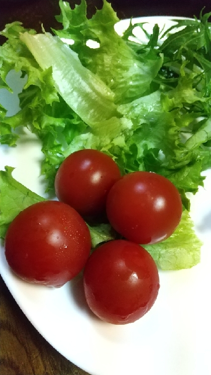フリルレタス赤茎ほうれん草トマトのヘルシーサラダ