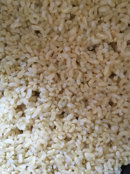 栄養アップ☆発芽玄米ご飯☆玄米から発芽させる方法