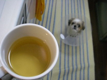 こんにちはぁ♪
ほうじ茶飲みほしたから今日は緑茶よ～ん❤
今日はぷりんちゃんがキッチンにへばってるのよ～＾＾；