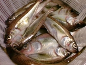 地元の季節の味 はたはた汁 レシピ 作り方 By Hiromu 楽天レシピ