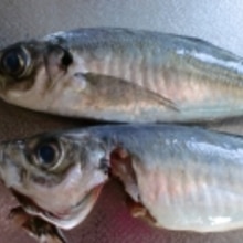 じぇ じぇ 簡単目からうろこのアジの3枚おろし レシピ 作り方 By Hiromu 楽天レシピ じぇ じぇ 簡単目からうろこのアジの3枚おろし レシピ 作り方 By Hiromu 楽天レシピ