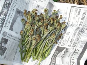 春の山菜!灰or重曹or木炭で基本の灰汁抜き!