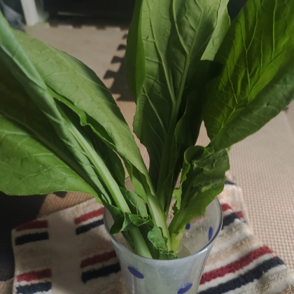 小松菜の茎の筋っぽい食感をやわらかくする方法