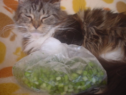 たまに野菜室で溶けてる時があるのでこうやって保存しておけば良いですねｖありがとうございますｖ(*^ーﾟ)猫は寝るのがお仕事♡今日も仕事してます。し過ぎです(笑