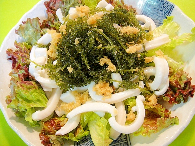 白いお皿に盛り付けられた海ぶどうとゆでいかのしょうがサラダ