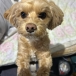 トシキジ