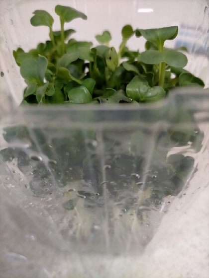 長持ち かいわれ大根の冷蔵保存方法 レシピ 作り方 By 新米幸せママ 楽天レシピ 長持ち かいわれ大根の冷蔵保存方法 レシピ 作り方 By 新米幸せママ 楽天レシピ