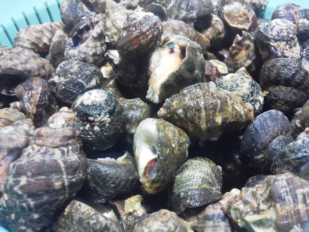 オリジナル茹でニナ貝 レシピ 作り方 By 天丼 楽天レシピ オリジナル茹でニナ貝 レシピ 作り方 By 天丼 楽天レシピ