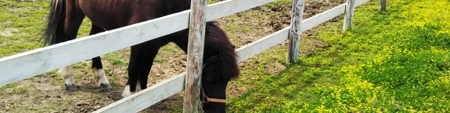 まゆにゃんこ