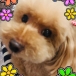 *チョコIH*