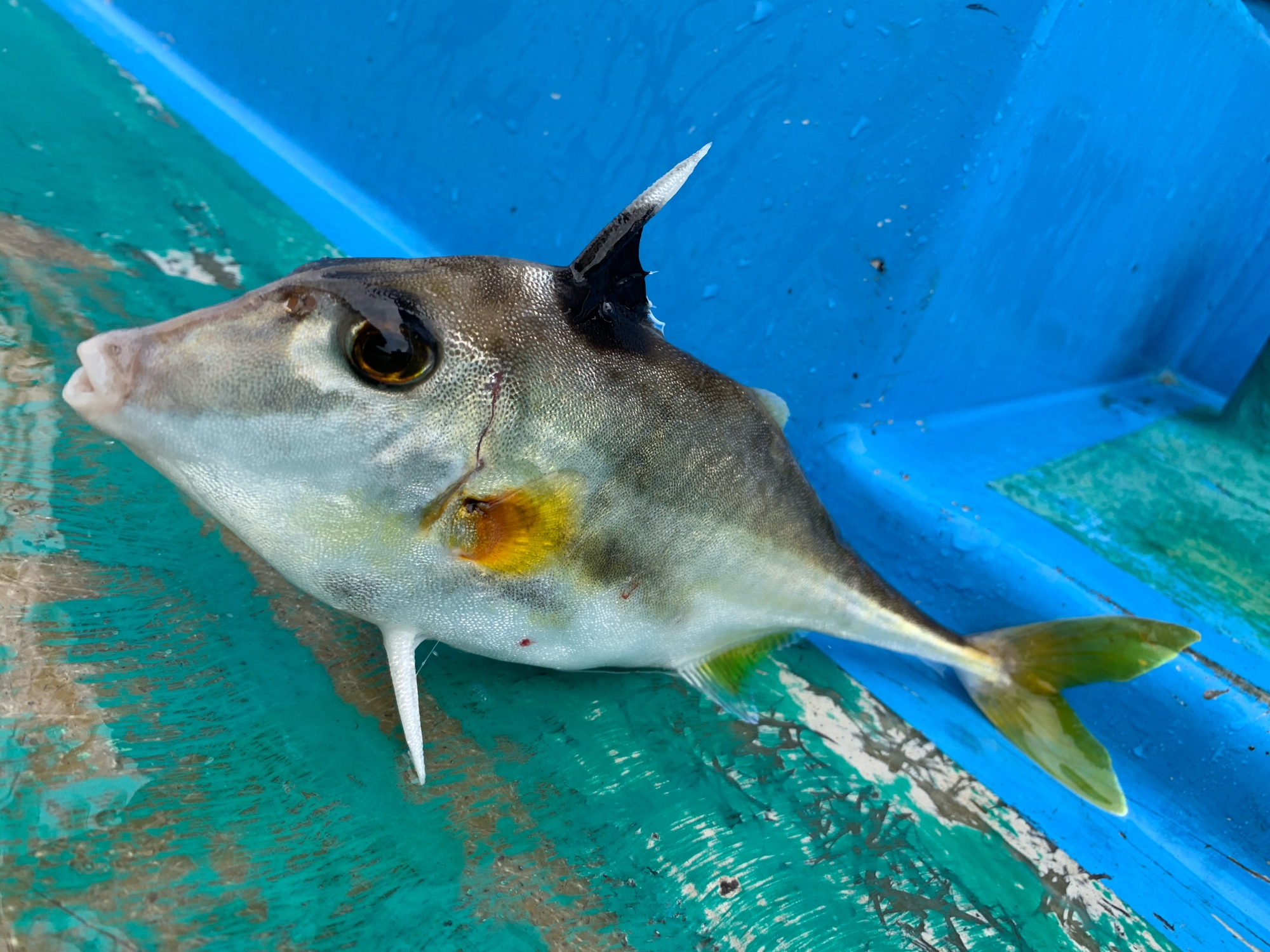 実は簡単 ギマの捌き方 レシピ 作り方 By 魚魚まんま 楽天レシピ 実は簡単 ギマの捌き方 レシピ 作り方 By 魚魚まんま 楽天レシピ