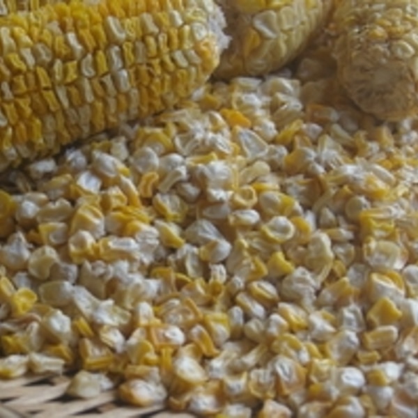 昔流のとうもろこしの保存方法 レシピ 作り方 By 和土 楽天レシピ 昔流のとうもろこしの保存方法 レシピ 作り方 By 和土 楽天レシピ