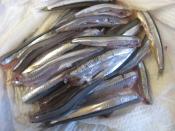 きびなごのてんぷら レシピ 作り方 By うらでん 楽天レシピ きびなごのてんぷら レシピ 作り方 By うらでん 楽天レシピ