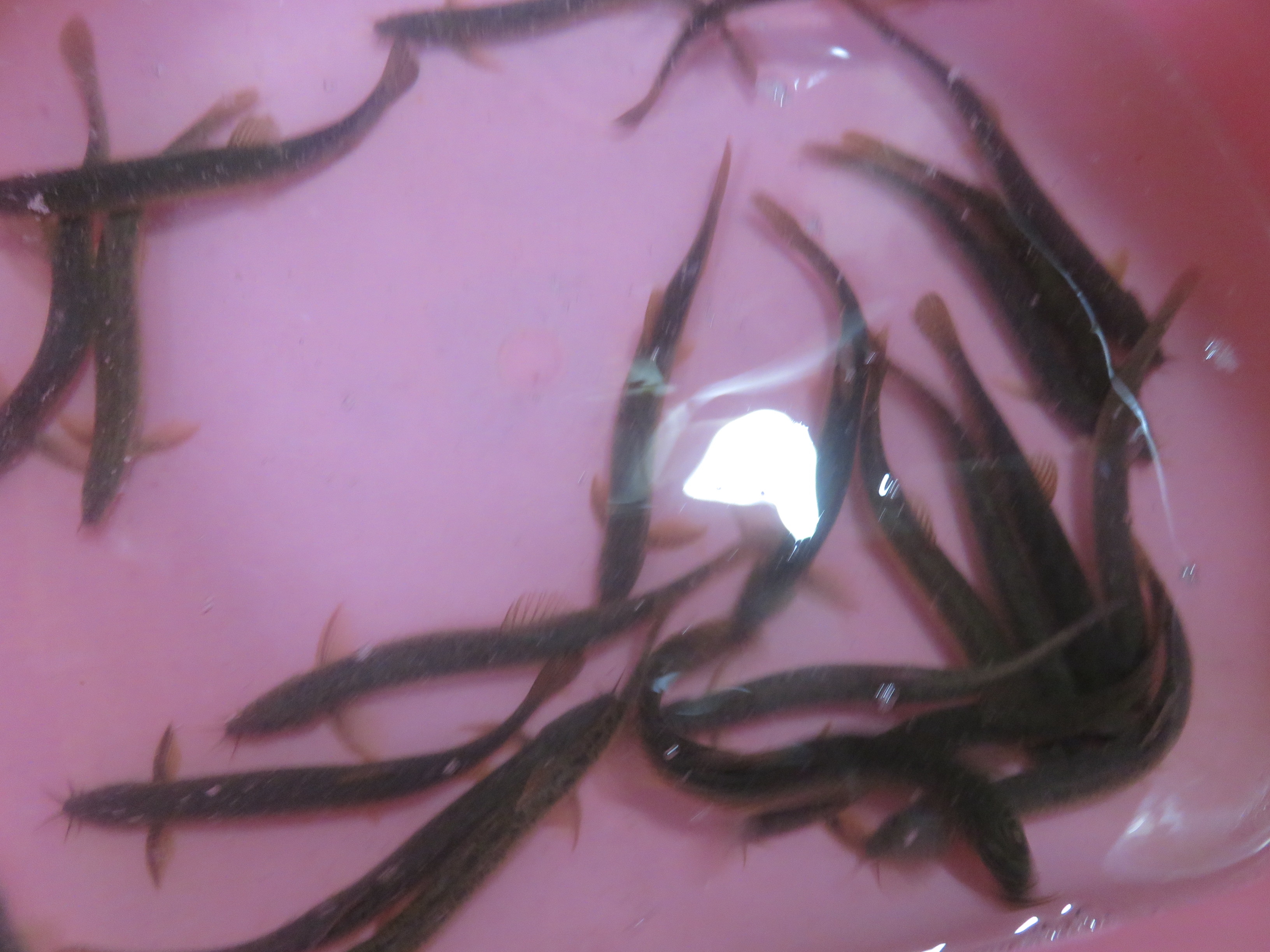 ドジョウの唐揚げ レシピ 作り方 By Yasuke Azuma 楽天レシピ ドジョウの唐揚げ レシピ 作り方 By Yasuke Azuma 楽天レシピ