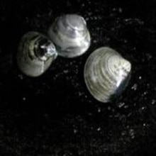 酒の肴 焼きはまぐり レシピ 作り方 By はっとはっと 楽天レシピ 酒の肴 焼きはまぐり レシピ 作り方 By はっとはっと 楽天レシピ