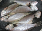 イシモチのアクアパッツァ レシピ 作り方 By Mococo05 楽天レシピ イシモチのアクアパッツァ レシピ 作り方 By Mococo05 楽天レシピ