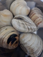 ホンビノス貝の白ワイン蒸し レシピ 作り方 By じゅん たま 楽天レシピ