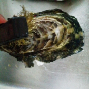 殻付き牡蠣のフライパン酒蒸し レシピ 作り方 By Mama Papa 楽天レシピ 殻付き牡蠣のフライパン酒蒸し レシピ 作り方 By Mama Papa 楽天レシピ