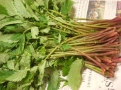 山菜 赤ミズの保存法 レシピ 作り方 By ブルーボリジ 楽天レシピ 山菜 赤ミズの保存法 レシピ 作り方 By ブルーボリジ 楽天レシピ