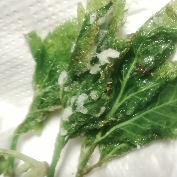 粉を無駄遣いしない あしたばの天ぷら レシピ 作り方 By ゅゃ 楽天レシピ 粉を無駄遣いしない あしたばの天ぷら レシピ 作り方 By ゅゃ 楽天レシピ