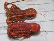 伊勢えびボイル 捌き方詳細写真有 保存版 レシピ 作り方 By Mimi Chin 楽天レシピ