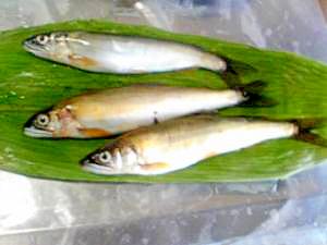香魚☆那珂川の天然鮎の焼き魚♪