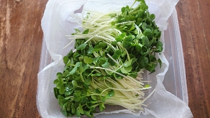 貝割れ大根の保存方法 レシピ 作り方 By じゃが塩 楽天レシピ 貝割れ大根の保存方法 レシピ 作り方 By じゃが塩 楽天レシピ