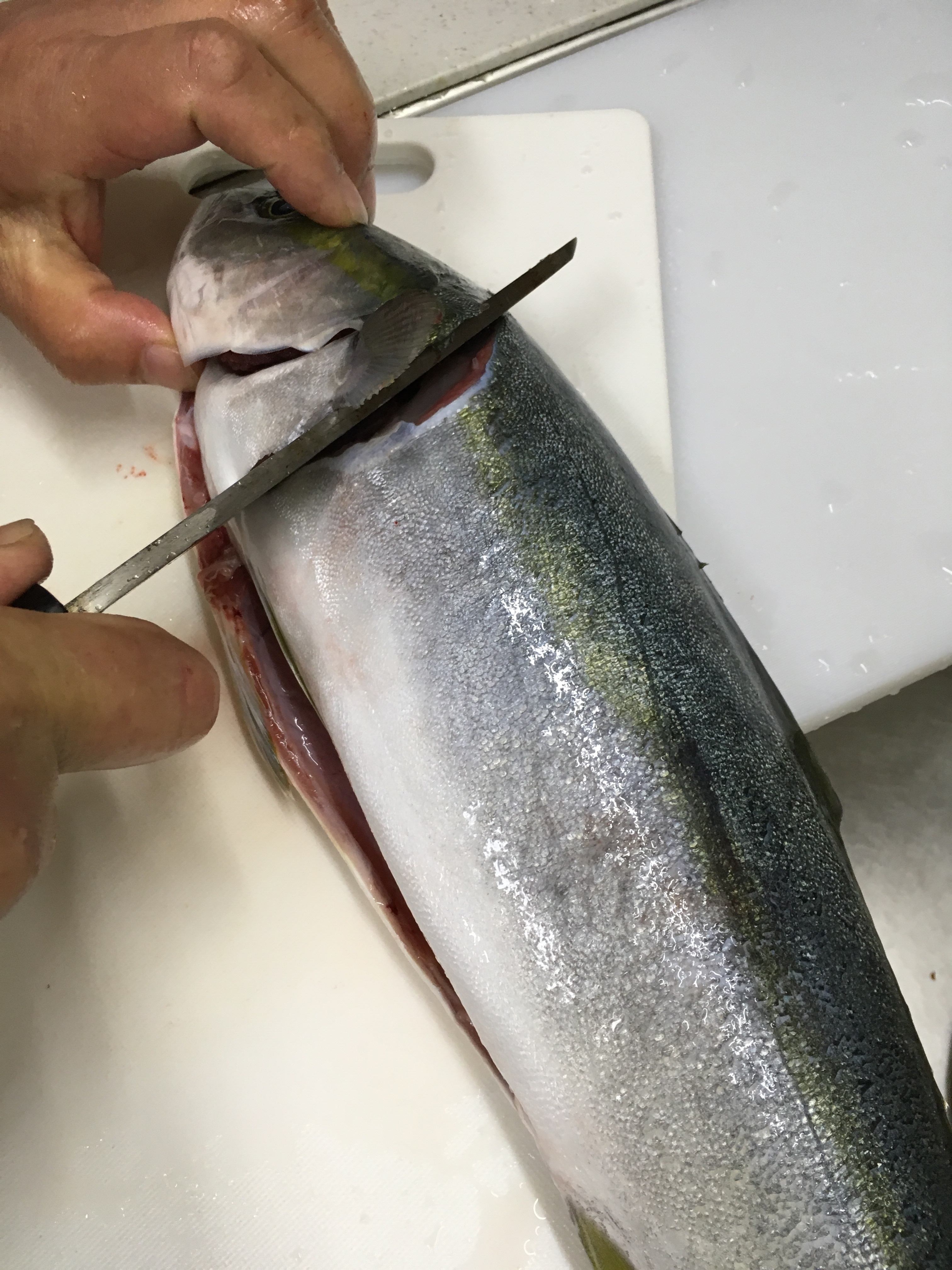 フクラギ ブリの幼魚 の刺身 レシピ 作り方 By ケイヤ5621キエ 楽天レシピ フクラギ ブリの幼魚 の刺身 レシピ 作り方 By ケイヤ5621キエ 楽天レシピ