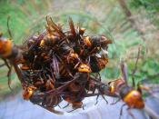 一人暮らしの栄養補給にスズメバチの蜂の子の佃煮