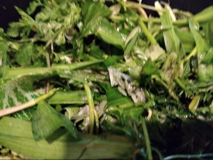 水菜の漬物