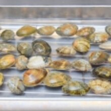 ノージャリジャリ あさりの砂抜き 塩抜き レシピ 作り方 By モルズキッチン 楽天レシピ ノージャリジャリ あさりの砂抜き 塩抜き レシピ 作り方 By モルズキッチン 楽天レシピ