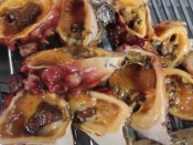 ホヤの干物 レシピ 作り方 By あとぶー 楽天レシピ ホヤの干物 レシピ 作り方 By あとぶー 楽天レシピ