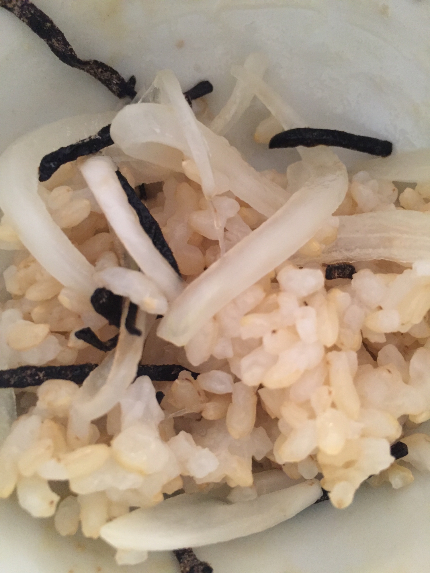 玉ねぎと塩昆布を混ぜた塩玄米チャーハン