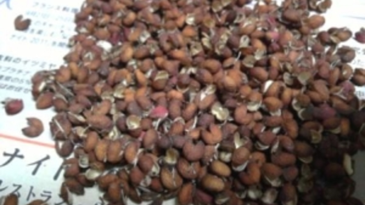 手作り 自家製粉山椒 レシピ 作り方 By けふみ 楽天レシピ 手作り 自家製粉山椒 レシピ 作り方 By けふみ 楽天レシピ