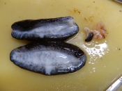 振り洗いしない下処理で 美味しいナマコの酢の物 レシピ 作り方 By 夏はぜ 楽天レシピ 振り洗いしない下処理で 美味しいナマコの酢の物 レシピ 作り方 By 夏はぜ 楽天レシピ