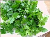 イタリアンパセリの乾燥保存 レシピ 作り方 By はなまる子 楽天レシピ イタリアンパセリの乾燥保存 レシピ 作り方 By はなまる子 楽天レシピ