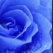 blue-rose