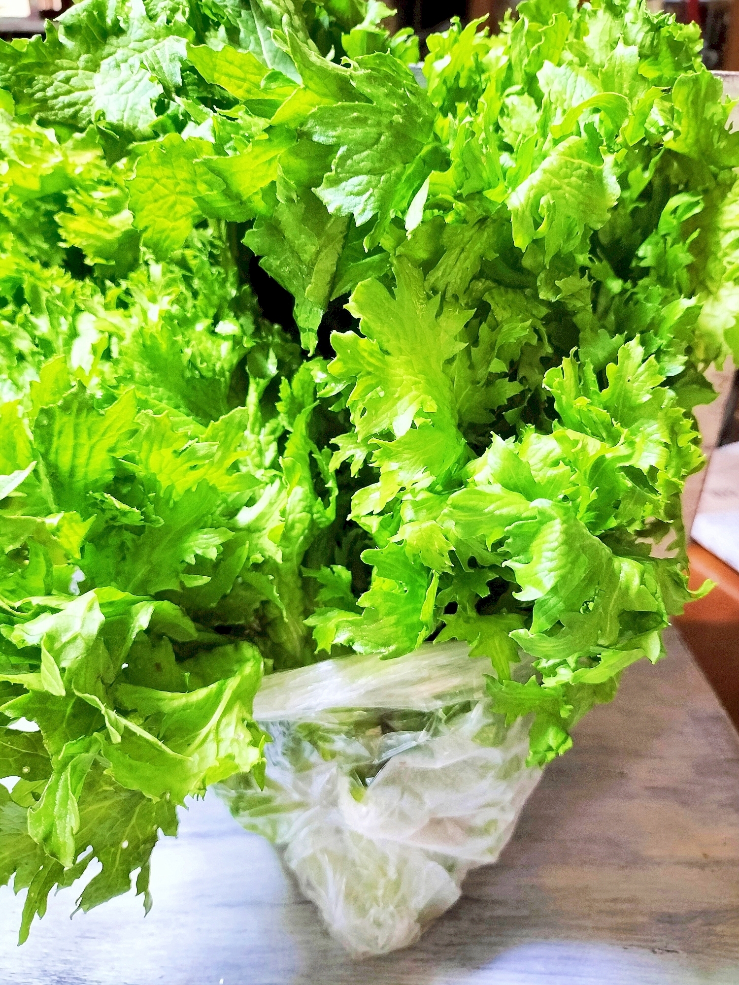 わさび菜の保存方法✨