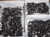 乾燥ひじきの下処理と保存法 レシピ 作り方 By 蘭もり 楽天レシピ 乾燥ひじきの下処理と保存法 レシピ 作り方 By 蘭もり 楽天レシピ