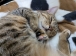 なつみみかん